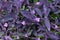 Tradescantia pallida `Purpurea`  Purple heart  flowers.