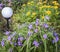 Tradescantia and sedum aizoon on the summer flowerbed