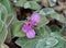 Tradescantia Sillamontana Or Cobweb Spiderwork