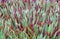 Tradescantia spathacea