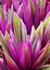 Tradescantia spathacea Boat Lily,Oyster Lily,Oyster plant close up.Floral background.