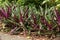 Tradescantia spathacea or Oyster plant growing outdoors