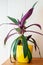 Tradescantia spathacea in yellow pot. Flower lily boat or Moses in the cradle in bloom