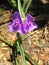 Tradescantia (Spiderwort) Plant Blossoming in Garden.