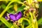 Tradescantia virginiana flower
