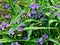 Tradescantia virginiana flowers