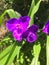 Tradescantia virginiana, the Virginia spiderwort, Bluejacket