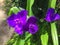 Tradescantia virginiana, the Virginia spiderwort, Bluejacket