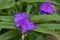 Tradescantia virginiana the Virginia spiderwort purple violet flowering plants, three petals flowers in bloom