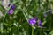 Tradescantia virginiana the Virginia spiderwort purple violet flowering plants, three petals flowers in bloom