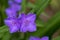 Tradescantia virginiana the Virginia spiderwort purple violet flowering plants, three petals flowers in bloom