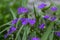 Tradescantia virginiana the Virginia spiderwort purple violet flowering plants, three petals flowers in bloom