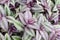 Tradescantia zebrina