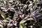 Tradescantia Zebrina houseplants in sunlight
