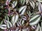 Tradescantia zebrina / inch plant / zebrakraut / zebrina pendula / wandering dude