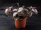 Tradescantia Zebrina Indoor House Plant growing in plastic pot