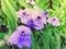 Tradescatia virginiana, spiderwort flower. Sprintime flowers. Ti