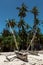 Traditional african dhow boats on the beach