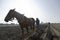 Traditional agriculture in Mexico: Mexican peasant farmer using a horse to cultivate amaranth