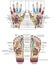 Traditional alternative heal, Acupuncture - Foot and hand Scheme