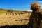 Traditional amish fall harvest