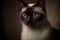Traditional apple-head Siamese cat portrait