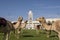 Traditional arabs riding camels in front of the Grand Mosque in Doha, Qatar