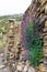 Traditional architecture in Manang Village, Annapurna Conservation Area, Nepal