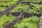 Traditional Azores landscape with volcanic rock vineyards in Sao