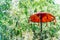 Traditional Balinese red umbrella against the background of the jungle. A symbol of protection in Balinese culture