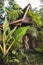 Traditional balinese style hindu statue as decoration in hotel garden.