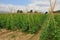 Traditional bean farm. Farming in Piemonte, Italy