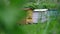 Traditional beehives of various colours stand by green hedge