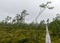 Traditional bog landscape with wet trees, grass and bog moss during rain, pedestrian wooden footbridge over the bog, foggy and