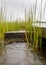 Traditional bog landscape with wet trees, grass and bog moss during rain, pedestrian wooden footbridge over the bog, foggy and