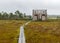 Traditional bog landscape with wet trees, grass and bog moss in the rain, wooden lookout tower in the bog, foggy and rainy