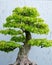 Traditional bonsai tree, Japanese art form using trees grown in containers