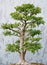 Traditional bonsai tree, Japanese art form using trees grown in containers