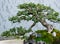 Traditional bonsai tree, Japanese art form using trees grown in containers
