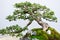 Traditional bonsai tree, Japanese art form using trees grown in containers on rainy day