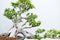 Traditional bonsai tree, Japanese art form using trees grown in containers on rainy day