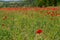 Traditional bright floral red poppy field