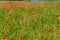 Traditional bright floral red poppy field