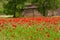 Traditional bright floral red poppy field