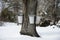 Traditional Buckets Collect Sap From Maple Tree in Early Spring