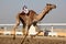 Traditional camel race in Doha