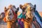 Traditional Camels Close up of Camels with Colorful Attire. Generative AI