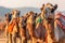 Traditional Camels Close up of Camels with Colorful Attire. Generative AI