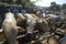 TRADITIONAL CATTLE MARKET