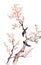 Traditional Chinese painting of plum blossom